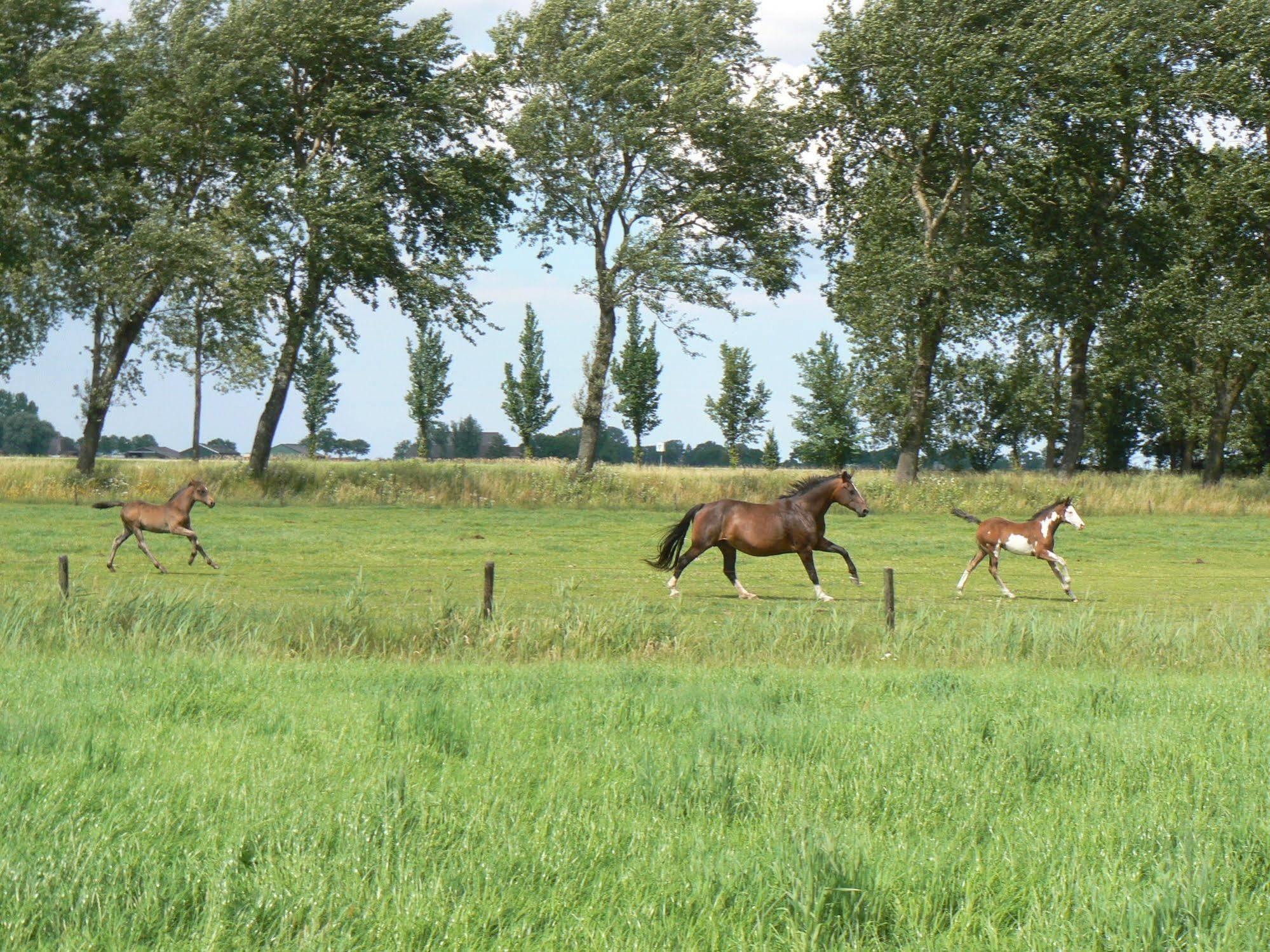 Groningen Buiten B&B Zuidhorn Eksteriør billede